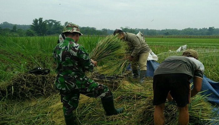 Panen Padi di Sendang. Foto: Istimewa