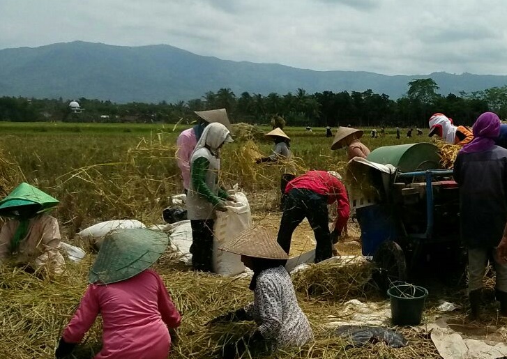 Panen Padi Seluas 5 Hektar di Mumbulsari, Jember (Foto Istimewa/Nusantaranews)