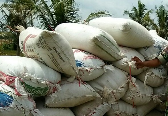 Panen Padi Seluas 5 Hektar di Mumbulsari, Jember (Foto Istimewa/Nusantaranews)