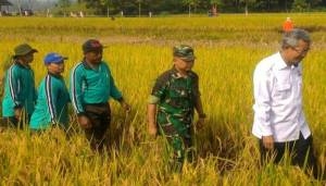 Panen Raya Padi di Tulungagung. Foto: Istimewa/Dok.NusantaraNews