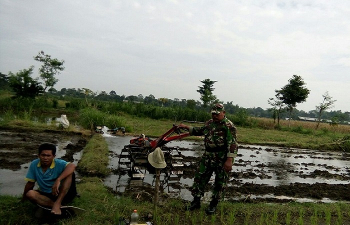 Pembina Desa (Babinsa) Koramil 0808/ 08 Udamawu Kodim 0808/Blitar Serda Suwandi melaksanakan serbuan ter memantau perkembangan tanaman padi. Foto: Amrin/File Kodim Blitar