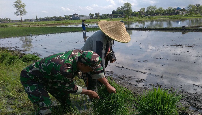 Babinsa Desa Gebang, Sertu Widarmanto, melaksanakan pendampingan kepada kelompok tani Gesang Barokah dalam menanam padi di areal milik Trimo, warga Dusun Dungkul Desa Gebang Kecamatan Pakel. Foto: Istimewa