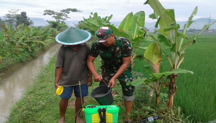 Babinsa mendampingi dan membantu petani di Tulungaagung. Foto: Istimewa