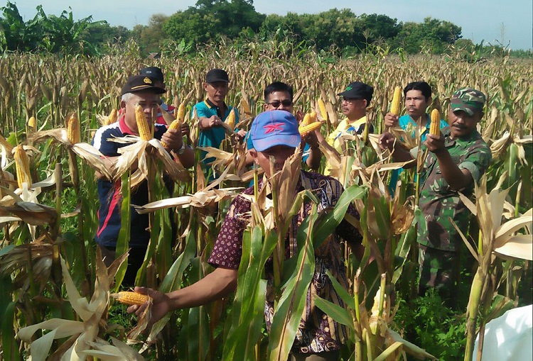 Panen jagung di Desa Jubel, Kecamatan Sugio, Kabupaten Lamongan (Foto Istimewa/Nusantaranews)