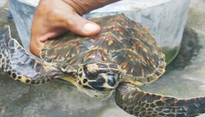 Seorang warga Kepulauan Selayar menyelamatkan nyawa seekor Penyu. Foto: Fadly Syarif/NusantaraNews