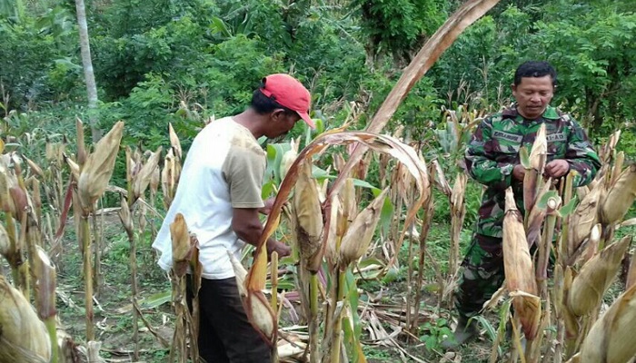 Babinsa DesaTanggunggunung, Serda Ichsanudin, anggota Koramil 0807/18 Tanggunggunung, membantu petani merawat tanaman jagung di ladang Imam Dsn. Tanggunggunung Kec. Tanggunggunun, Jumat(26/1/2018). Foto: Dok. Istimewa/NusantaraNews