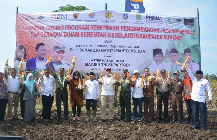 Panen raya jagung di Sumenep. (Foto: Istimewa)