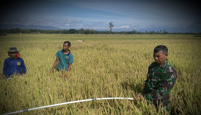 UPT Distan Kecamatan Jetis Handayani dan Kopka Hari Susilo dampingi Poktan Sri Wahyu pengukuran perkiraan hasil produktivitas tanaman padi. (Foto: Muh Nucholis/NusantaraNews)