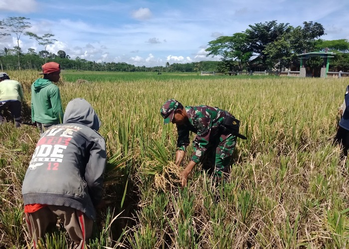 Panen padi di lahan seluas 3 hektare di Kecamatan Ledokombo, Kabupaten Jember, Jawa Timur. (Foto: Istimewa/Sis24)