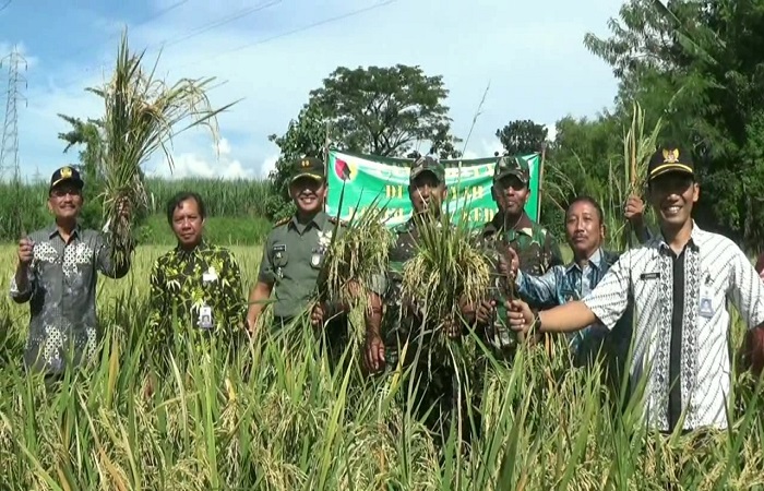 Kediri akan memanen padi di lahan seluas 7,2 hektare. (Foto: IStimewa)