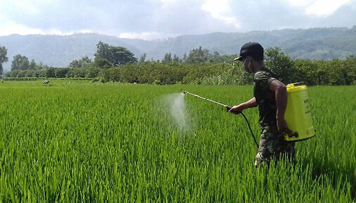 Serda Sunardi melakukan penyemprotan hama padi di sawah milik Jasman warga Bendo Desa Gandong Kecamatan Bandung, Selasa (6/3/18). (Foto: Istimewa)