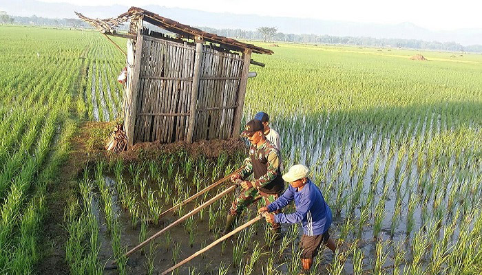 Anggota TNI membantu petani Ponorogo membajak sawah sebagai wujud nyata kerja membantu para petani, Rabu (18/4/2018). (Foto: Much Nurcholis/NusantaraNews)