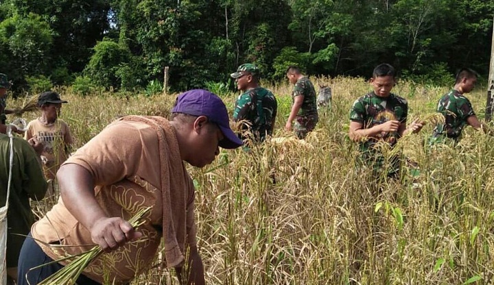 Kelompok Tani dan Satgas Raider 500/Sikatan Tanam Padi Bersama. (FOTO: NUSANTARANEWS.CO/SW)