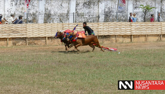 visit sumenep, event visit sumenep, karapan sapi, budaya madura, sumenep, pencinta karapan sapi, nusantaranews