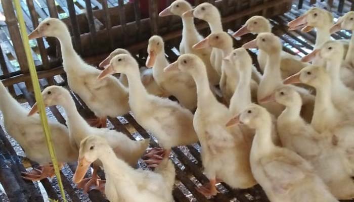 peternakan ayam, ayam pedaging, peternakan bebek, ayep zaki, aa zaki, gizi bangsa indonesia, asupan gizi, kandungan gizi, protein nabati, protein hewani, program aa zaki, peternakan binaan aa zaki, nusantaranews