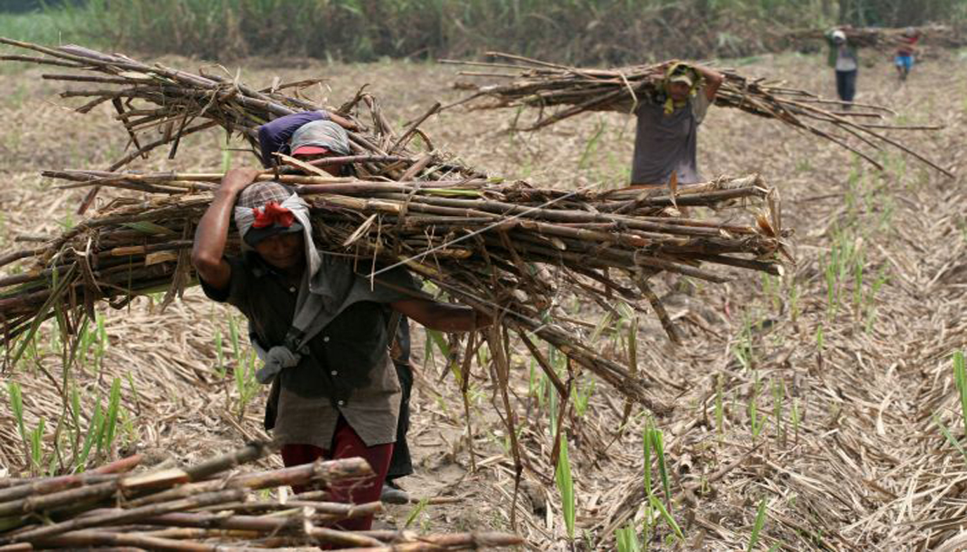 Petani Tebu (Foto Credit)