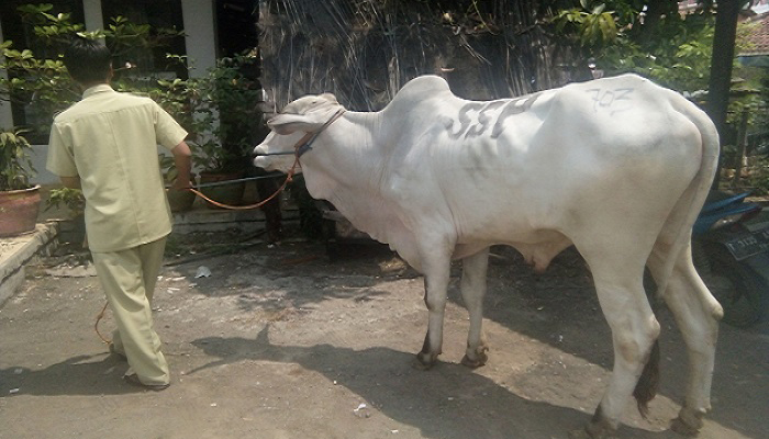 purwakarta, seekor sapi, sapi lepas, hewan qurban, idul adha 1439 h