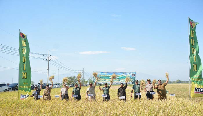 panen raya padi, pupuk organik, panen padi, mojokerto, nusantaranews