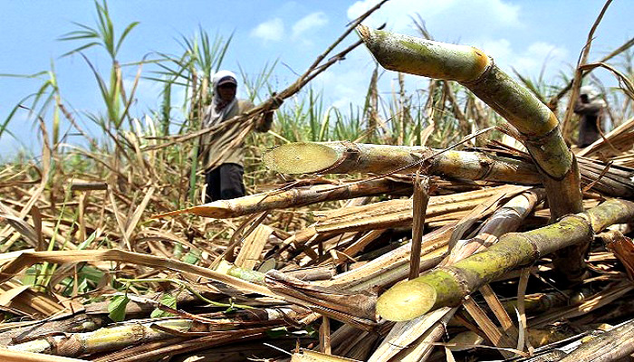 petani tebu, tebu jatim, petani tebu jatim, harga tebu, gula petani, produksi gula petani, harga gula, nusantaranews