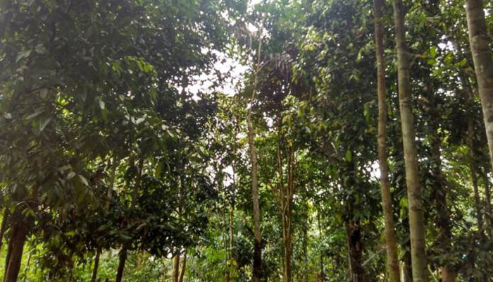 Cara terbesar untuk memperlambat perubahan iklim adalah dengan menanam lebih banyak pohon (Foto Eriec Dieda)