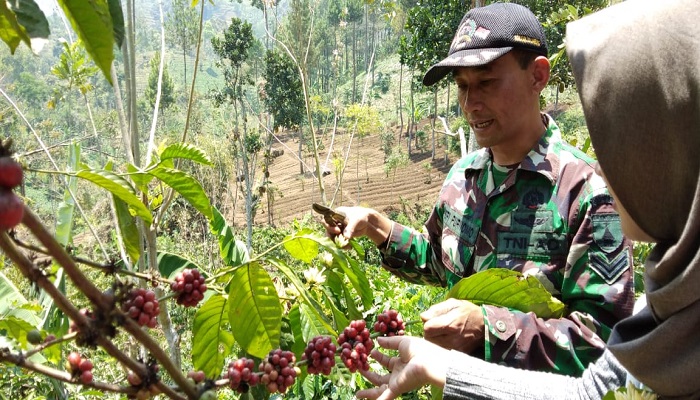 desa taji, kopi babinsa, tanam kopi, tanaman kopi, babinsa heri purnomo, koramil jabung, bercocok tanam kopi, nusantaranews, nusantara, nusantara news