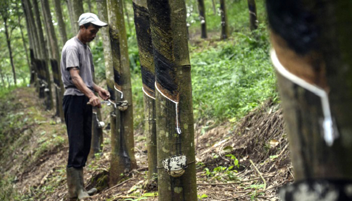 petani karet, harga karet, karet petani lokal, harga karet dunia, produksi karet rakyat, produsen karet, karet indonesia, nusantaranews