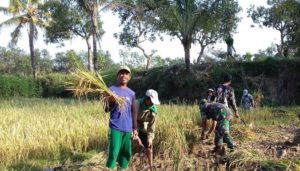 kelompok tani padi, poktan pucuk makmur, petani ponorogo, padi varietas ir64, panen padi, petani padi, nusantara, nusantara news, babinsa ponorogo