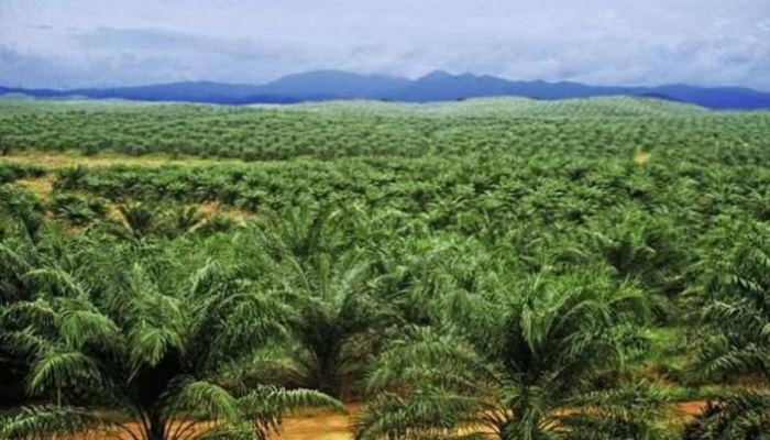 lahan sawit, reforma agraria, petani indonesia, hak asasi petani, nusantaranews