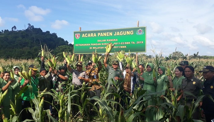 Suasana Panen Raya Jagung di sebagain lahan tidur yang diolah Kodim 0911/Nunukan. (Foto: Eddy Santri/NUSANTARANEWS.CO)