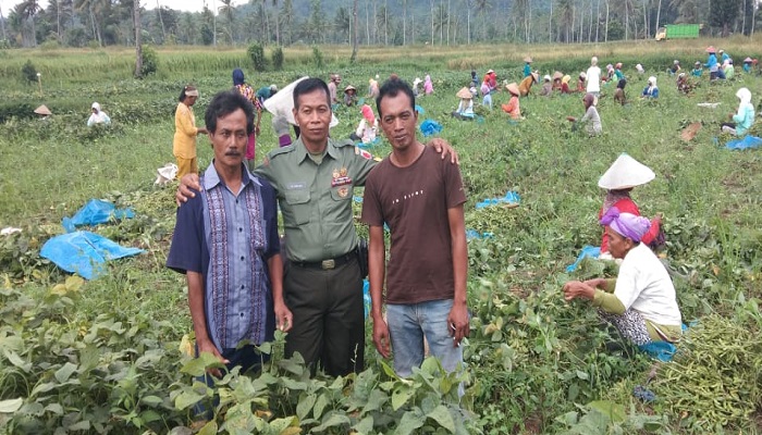 Petani Panen Kedelai di Kabupaten Jember. (Foto: Siswandi)