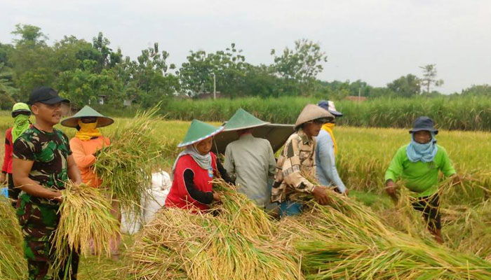 Demi Wujudukan Ketahanan Pangan Babinsa Lakukan Pendampingan Kepada Petani. (Foto Istimewa Untuk NUSANTARANEWS.CO)