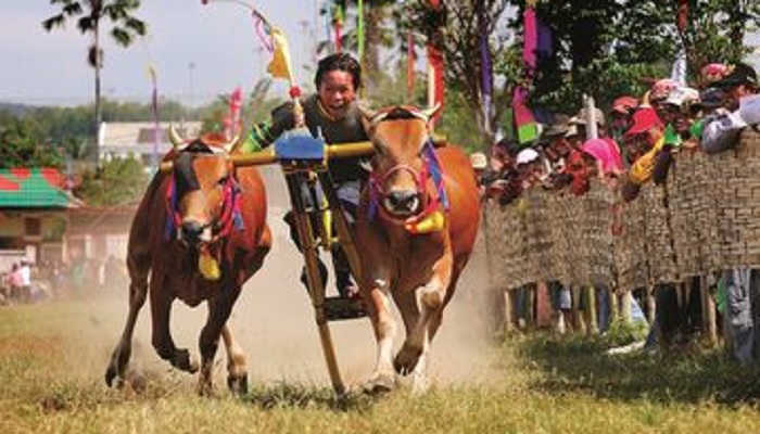 pemkab sumenep, lomba karapan sapi, tingkat kabupaten, lapangan giling, nusantaranews, sumenep