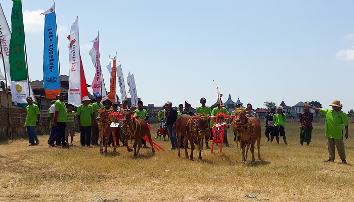 visit sumenep 2019, pemkab sumenep, sapi tanggapan, nusantaranews