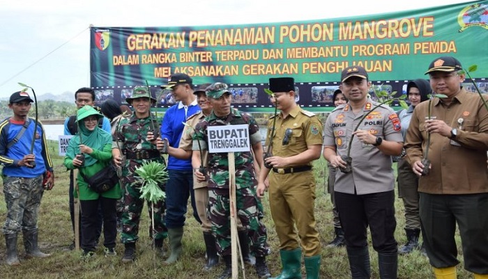 bibit mangrove, pantai panggul, trenggalek, nusantara news