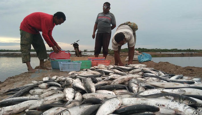 harga ikan, ikan bandeng, kabupaten pati, anjlok, pembudidaya ikan, nusantara news