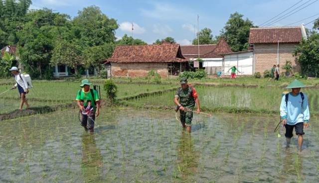 Babinsa Kodim Ponorogo Terus Galakkan Sistem Pertanian Organik