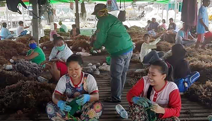 Cegah Corona, PPP Nunukan bagikan masker kepada para pembudidaya rumput laut