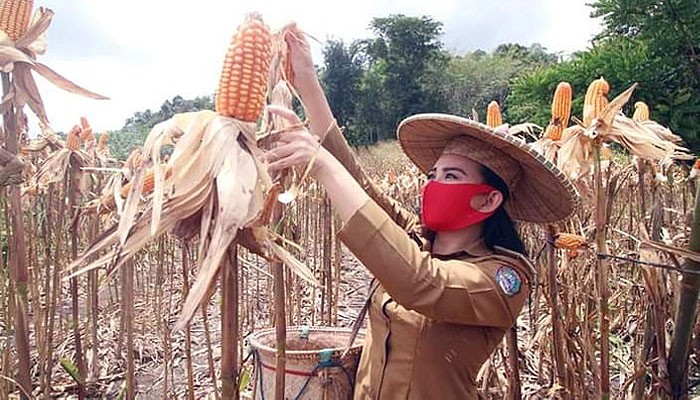 Karolin Serukan Warga Landak Kembangkan Potensi Pertanian