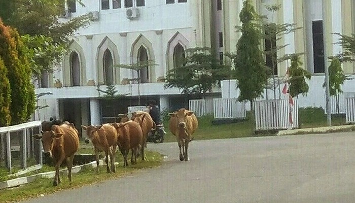 Masyarakat mengharapkan penertiban ternak mulai dari areal kantor bupati.