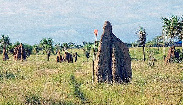 Musamus candi alam dihamparan savana tanah Papua