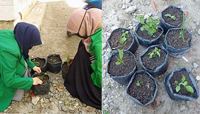 KKN UNIMAL membuat tanaman herbal bagi masyarakat Alur Mas.