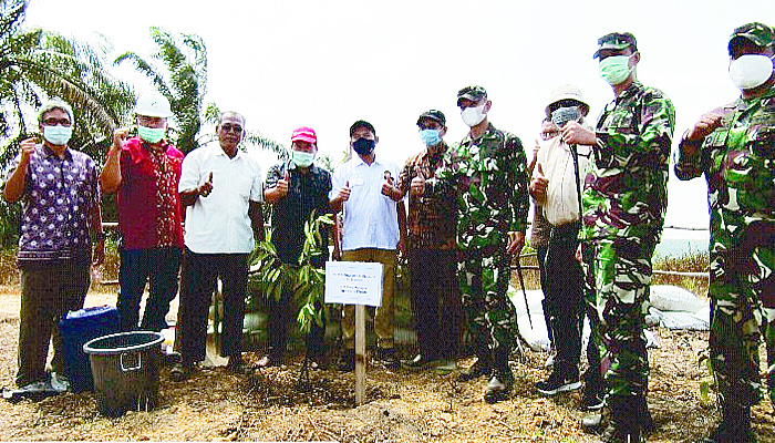 BPMA-PHE budidaya durian unggul di kecamatan langkahan.