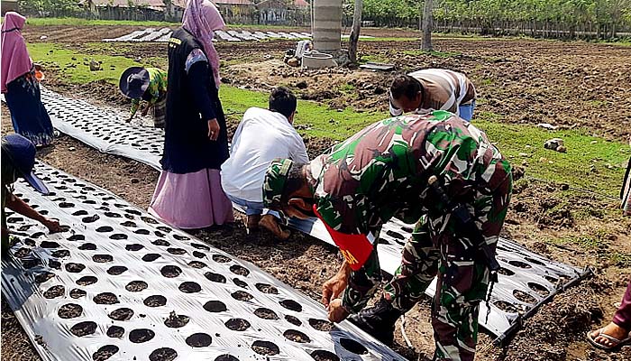 Babinsa bersama masyarakat melaksanakan penanaman bawang merah.