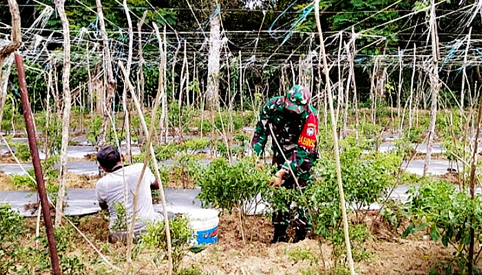 Babinsa Desa Cot Lamme bantu petani menjaga swasembada pangan.