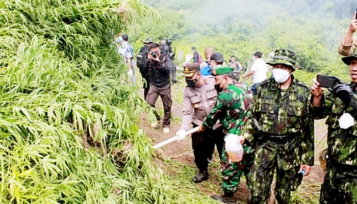 Pemusnahan ladang ganja seluas dua hektar di Seulimuem.