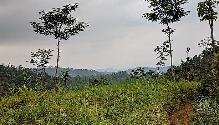 Puluhan Penggarap Perkebunan Pengajaran Resah, BPN Jombang Tak Kunjung Keluarkan Sertifikat Kepemilikan