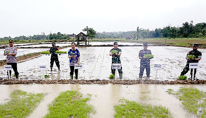 Kodim 0911/Nunukan akan garap 22 hektar sawah sebagai lahan percontohan