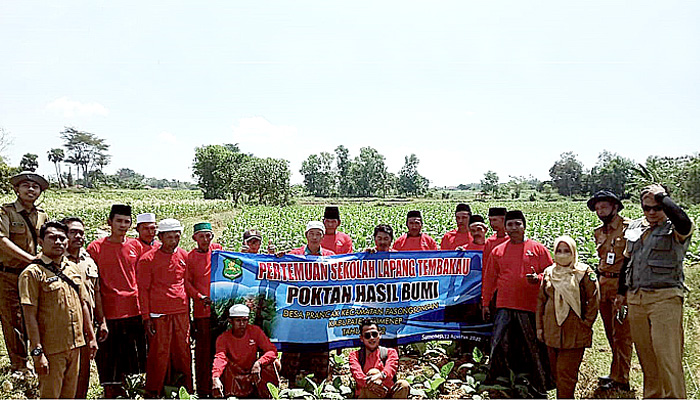 Tunjang Persediaan Bahan Baku Rokok, DKPP Adakan Sekolah Lapang Tembakau