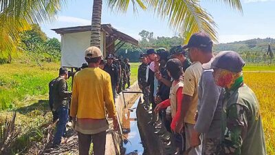 Wujudkan Ketahanan Pangan, Dandim 0911/Nunukan Bersama Kelompok Tani Panen Padi Bersama