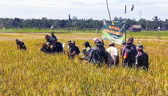 Wujudkan Ketahanan Pangan, Dandim 0911/Nunukan Bersama Kelompok Tani Panen Padi Bersama